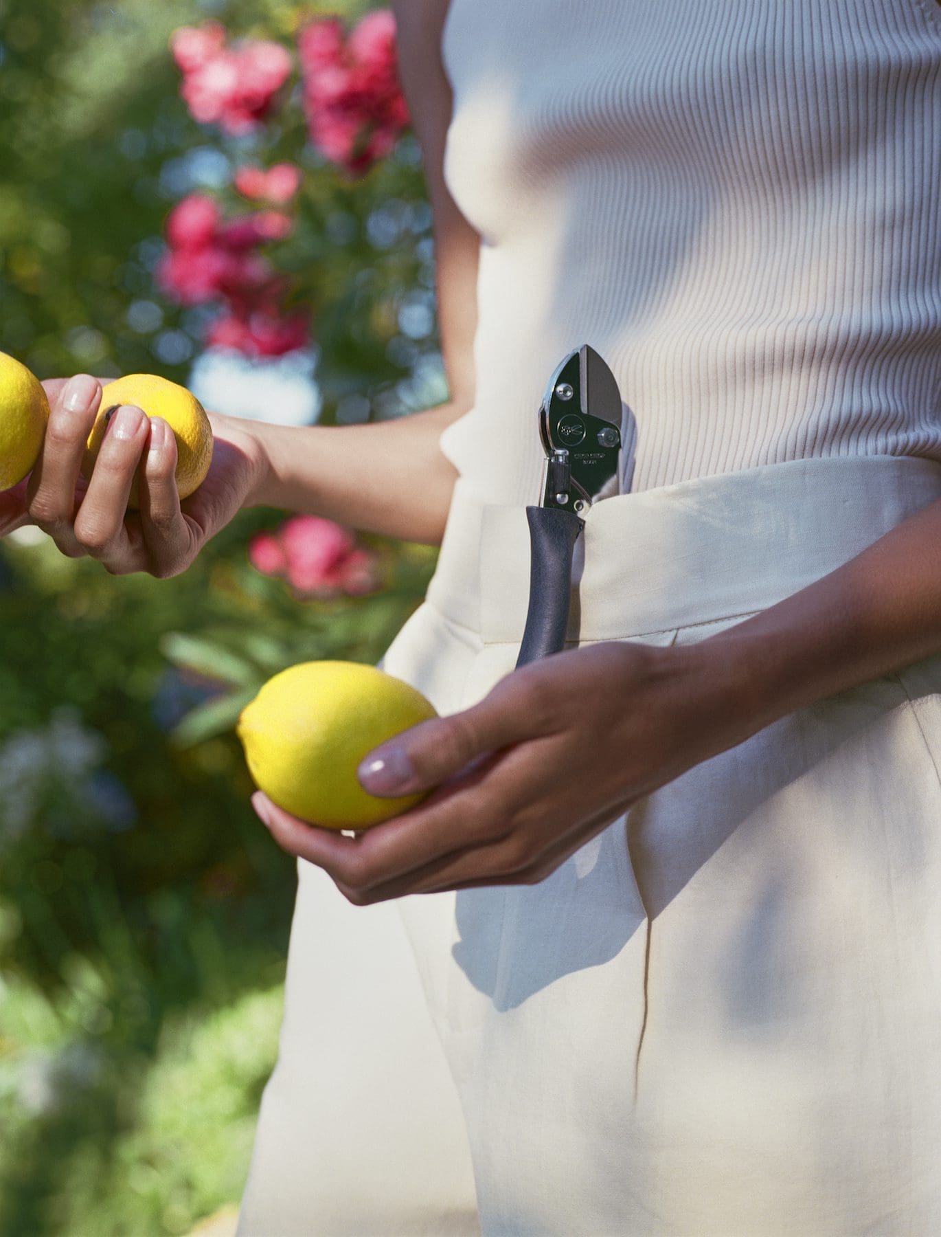 Gardening Moment with Lemons and Pruning Shears Woman holding lemons with garden shears clip